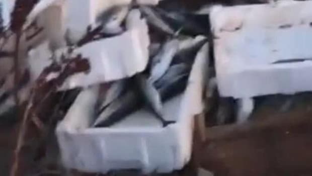 Arnavutköy'de kasalar dolusu bozuk balığı araziye döktü; 40 bin lira ceza kesildi